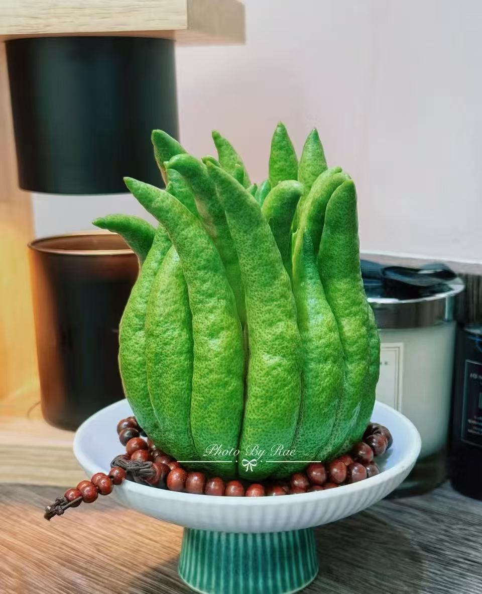 云南佛手【买一送一】 精品佛手 清供礼佛 观赏天然香薰干养植物 