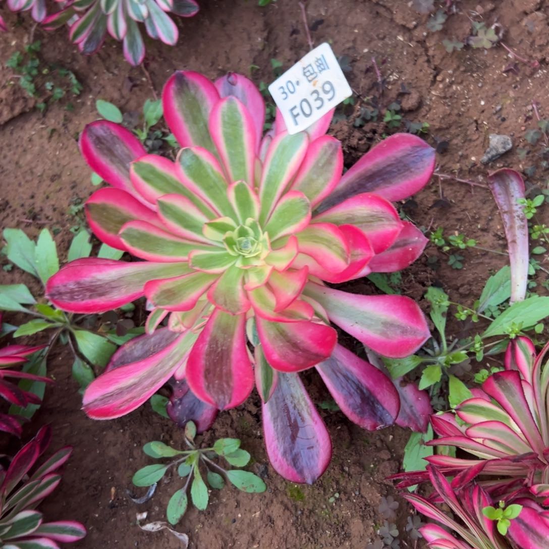 039 多肉法师美杜莎