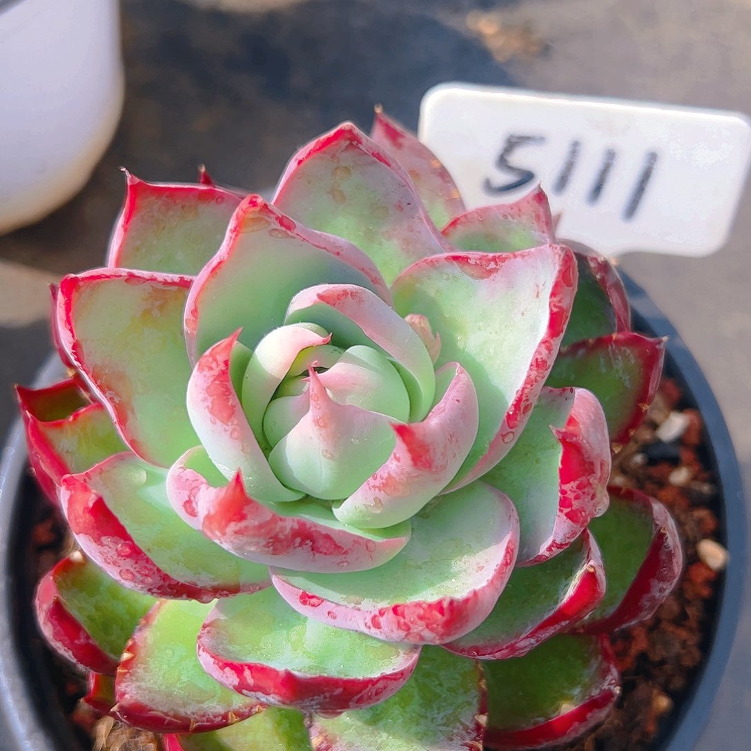 惊鸿仙子一物一拍5111号