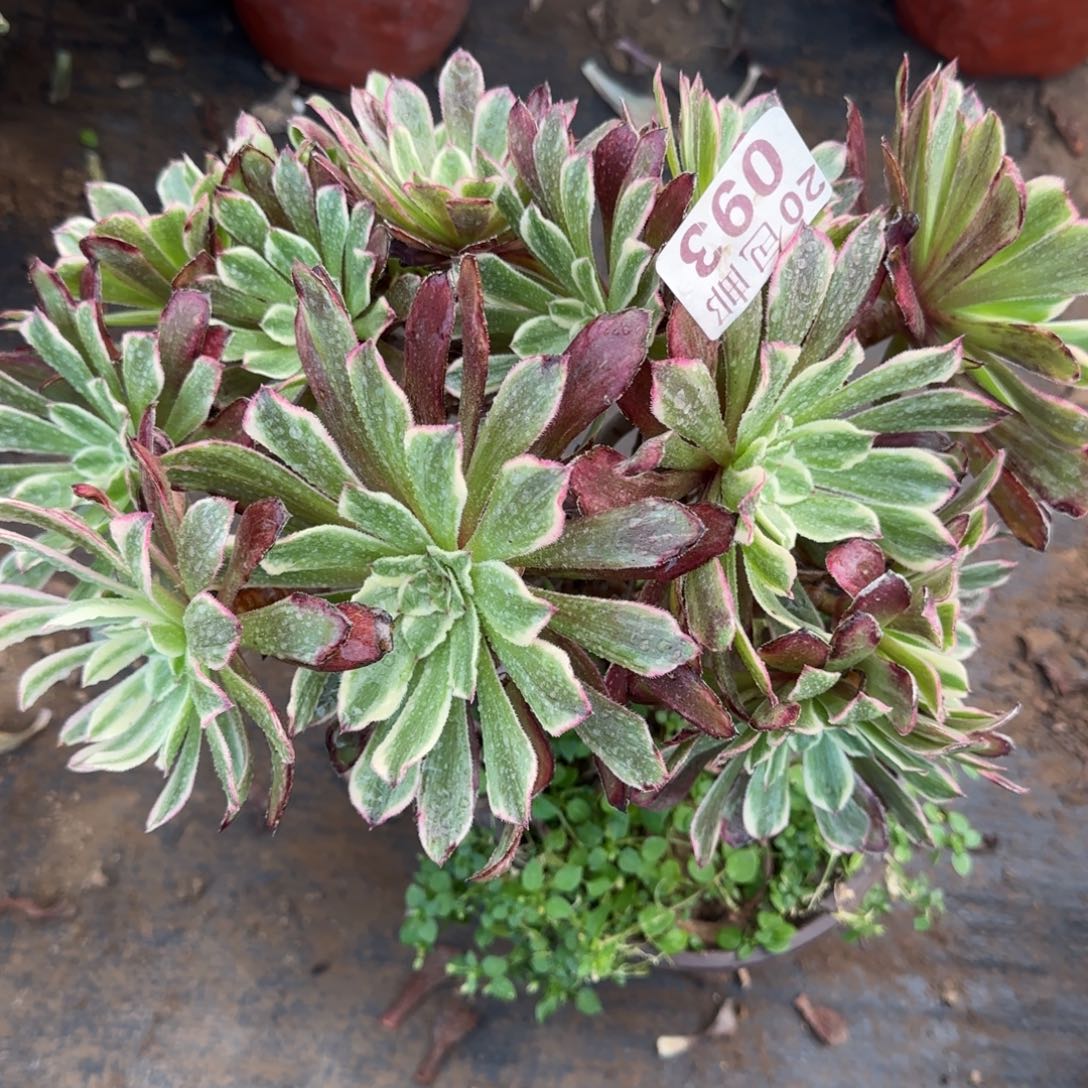 水墨画093满20包邮断枝不包瑕疵