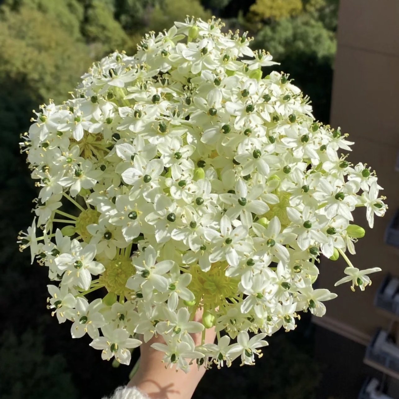 【两颗装】天鹅绒伯利恒之星种球盆栽四季可种易养护爆花强发货快