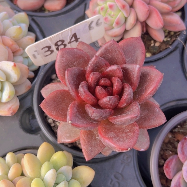 健健康康平平安安