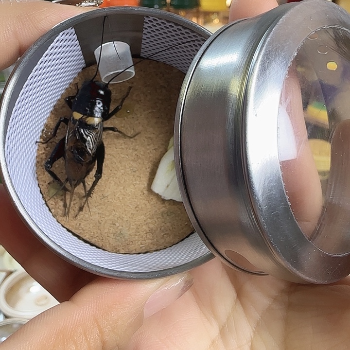 拉子➕双斑666666666