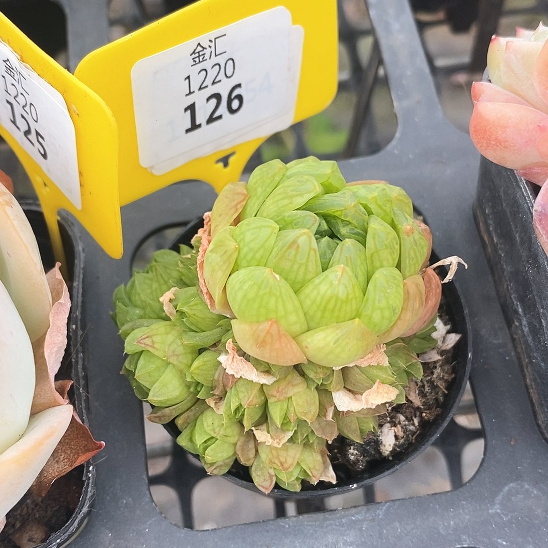 福利多多。1220126