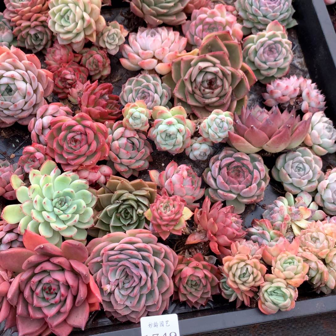 A****o1749瑕疵不售后