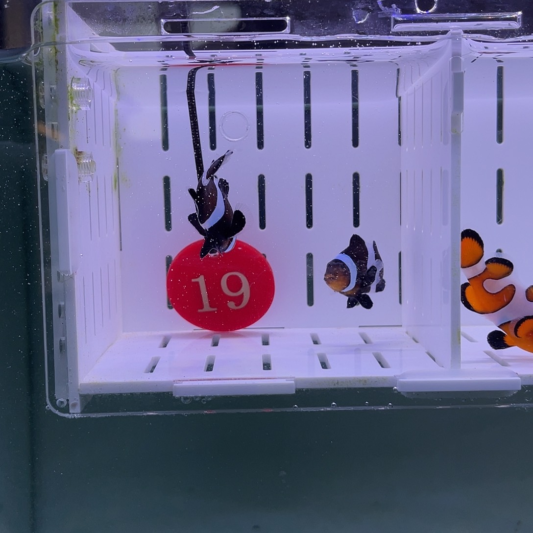 海水鱼奥黑4-5厘米