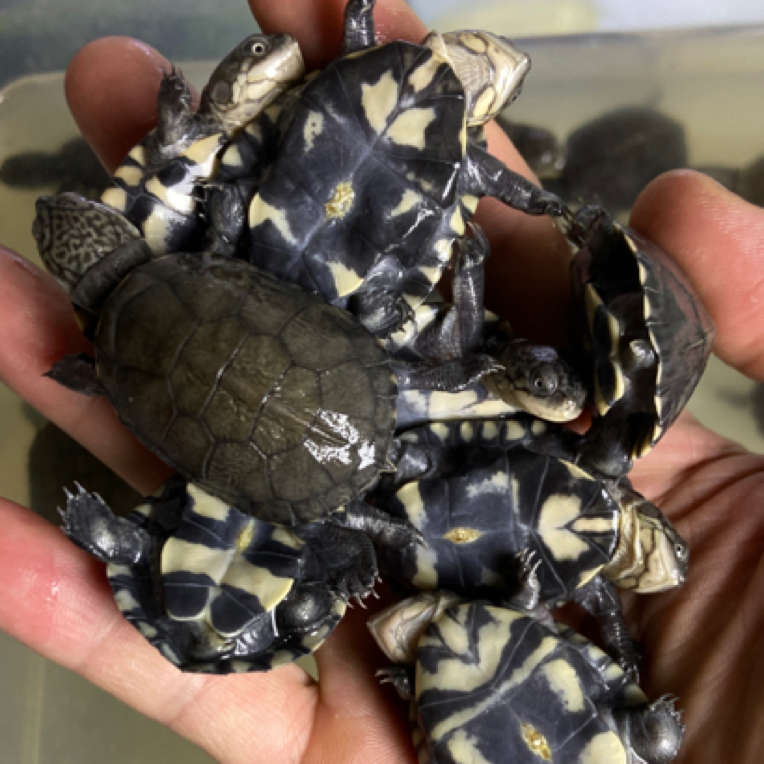 西非侧颈龟苗鱼缸葫宠