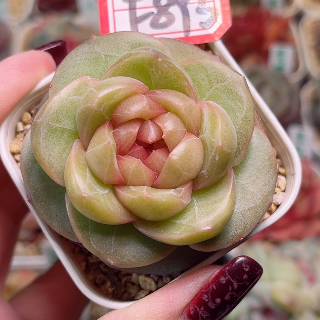 F893一物一拍 龙舌兰