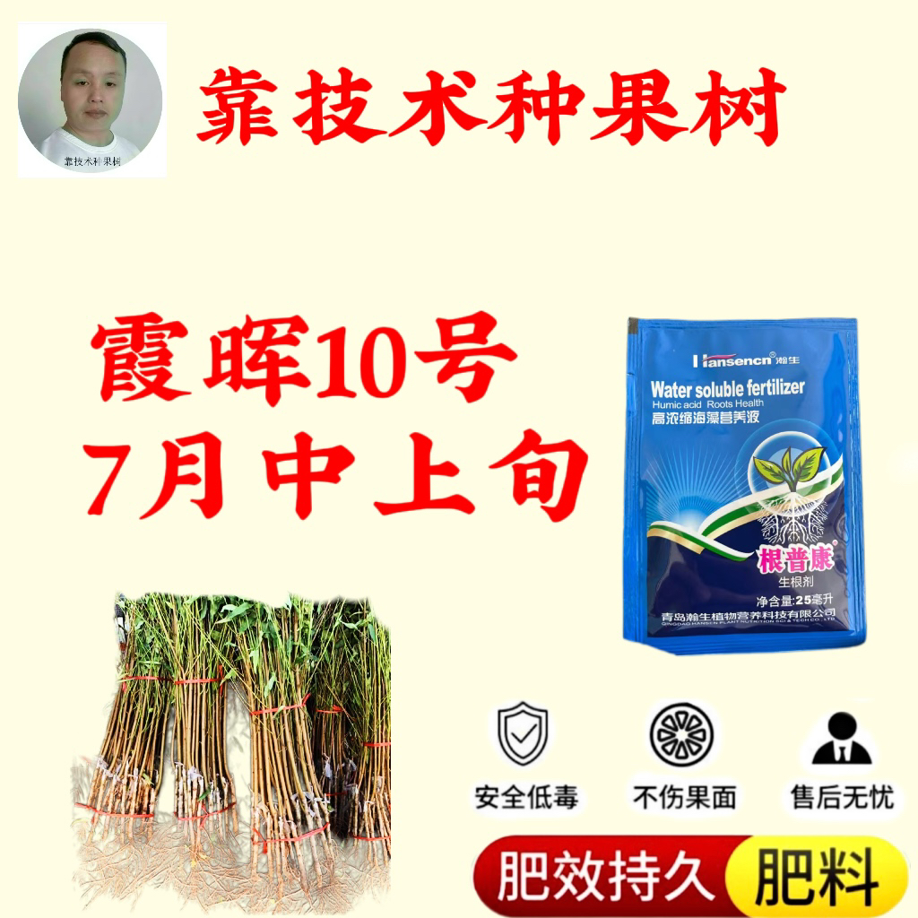 霞辉10号，落叶开始发优质品种，增产肥料