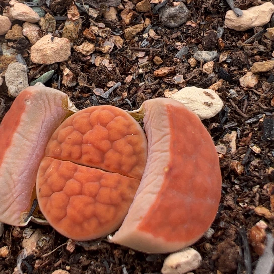 冰橙母本多肉植物百科