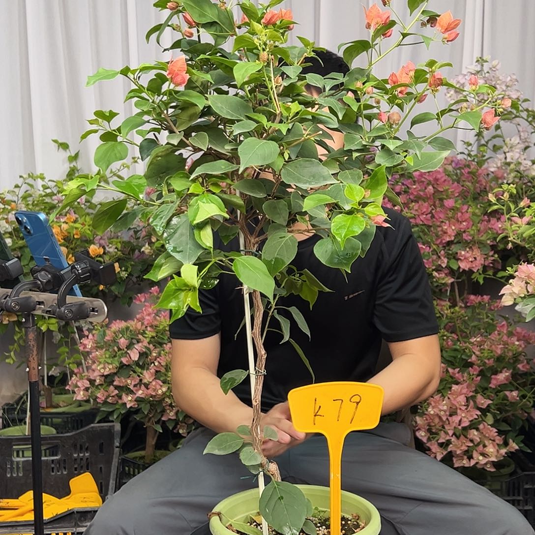 至***上当前无花栽培后可以开花K79不甜