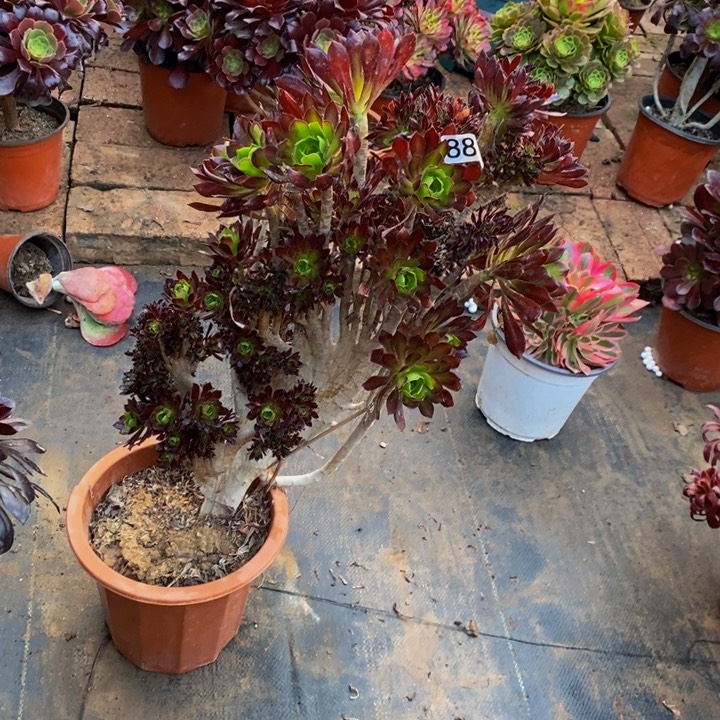 880 黑法师缀有伤