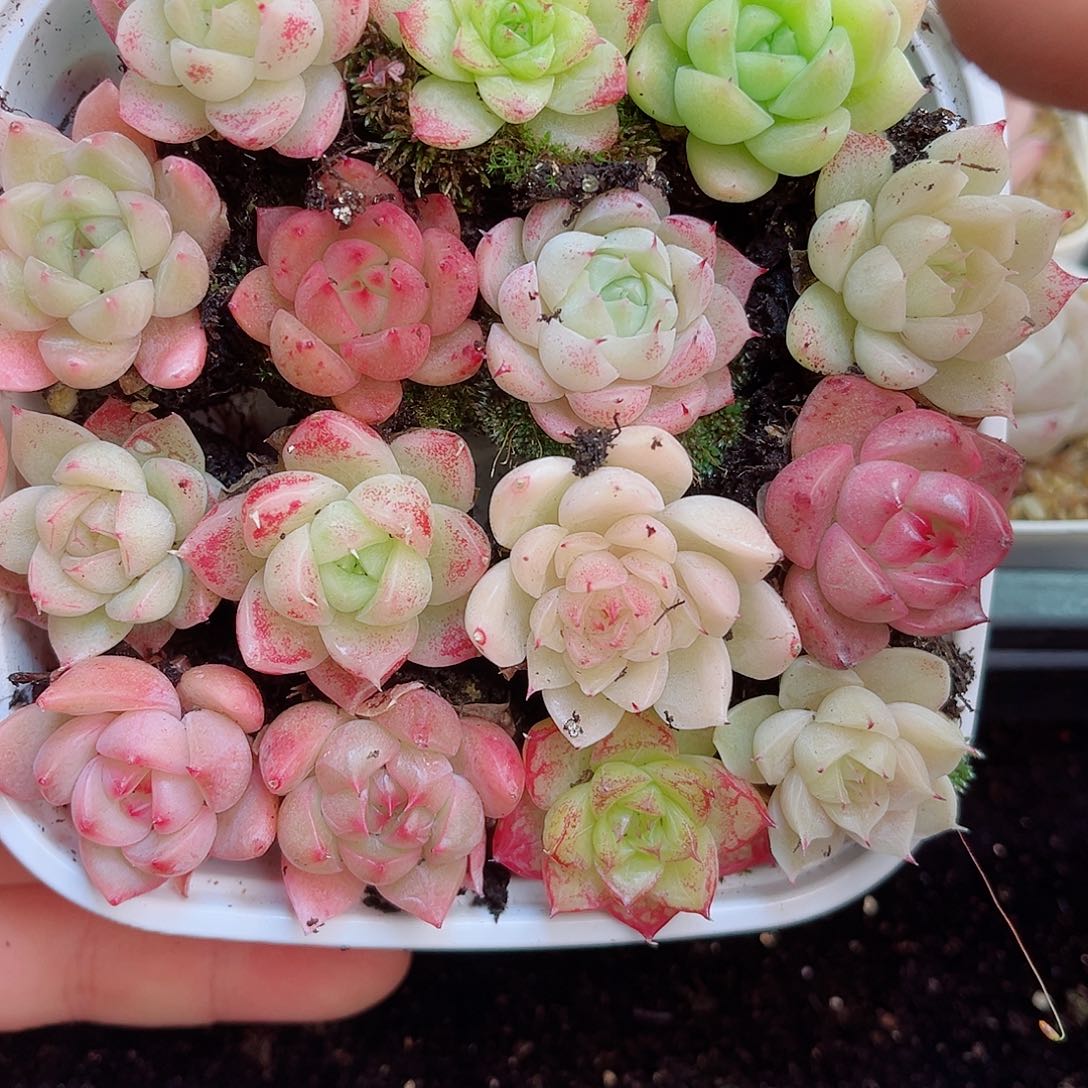 1-786 新疆西藏内蒙不发12.8包邮2-3公分多肉
