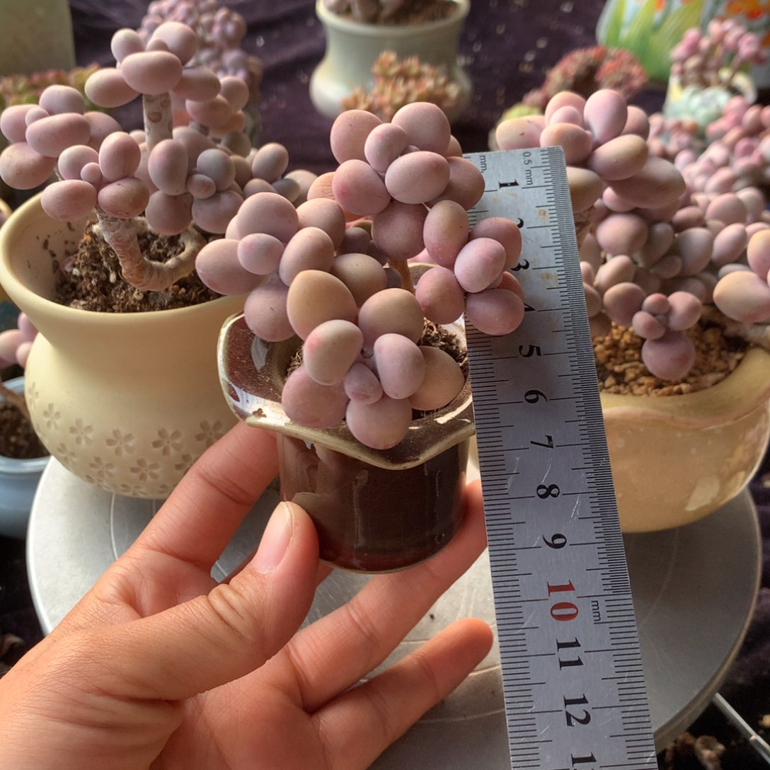 102号带盆偏远地区不包邮的