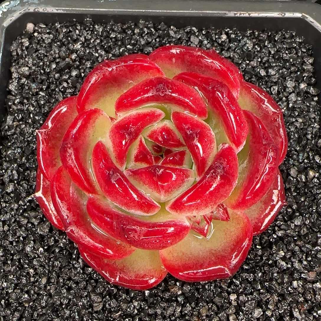 从前慢甄选多肉编号大雪花