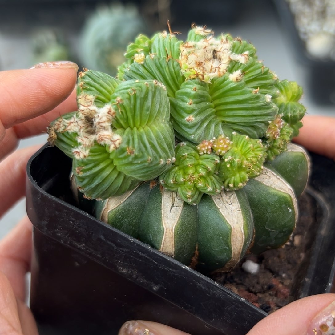 411 一代 五星 仙人球