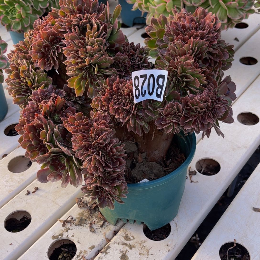 雅典娜7–//17包邮