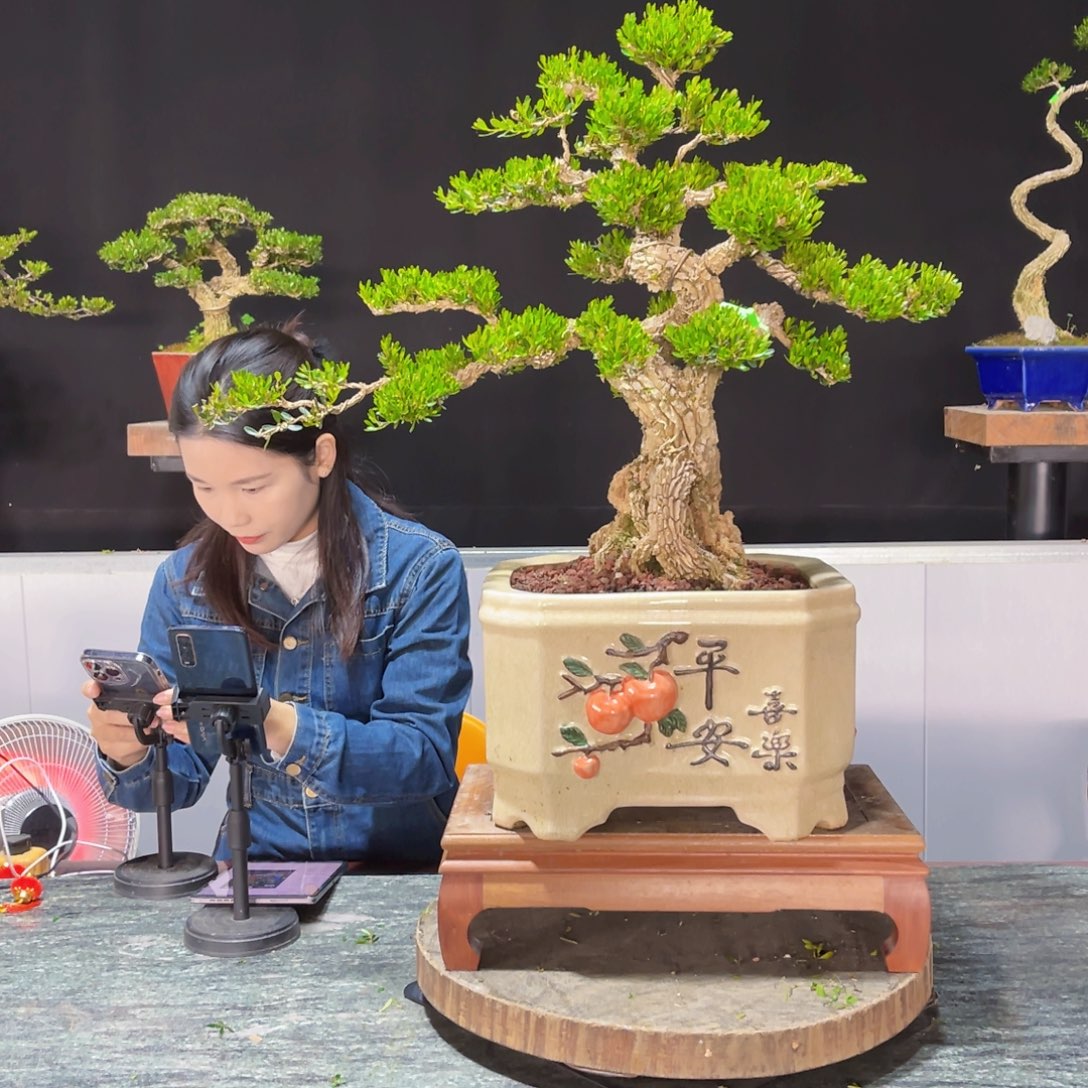 四季常青老桩黄杨盆景