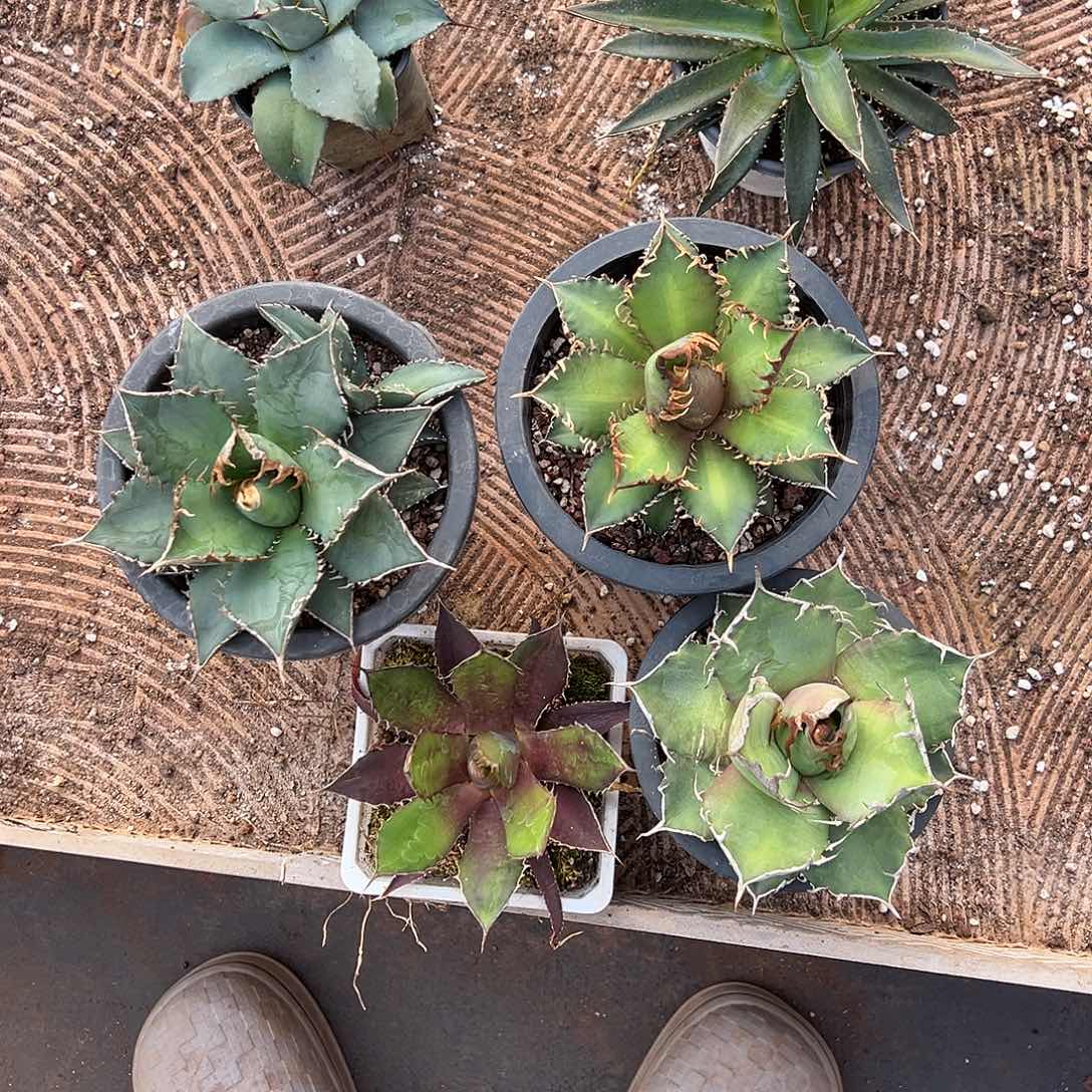 精品龙舌兰一物一拍