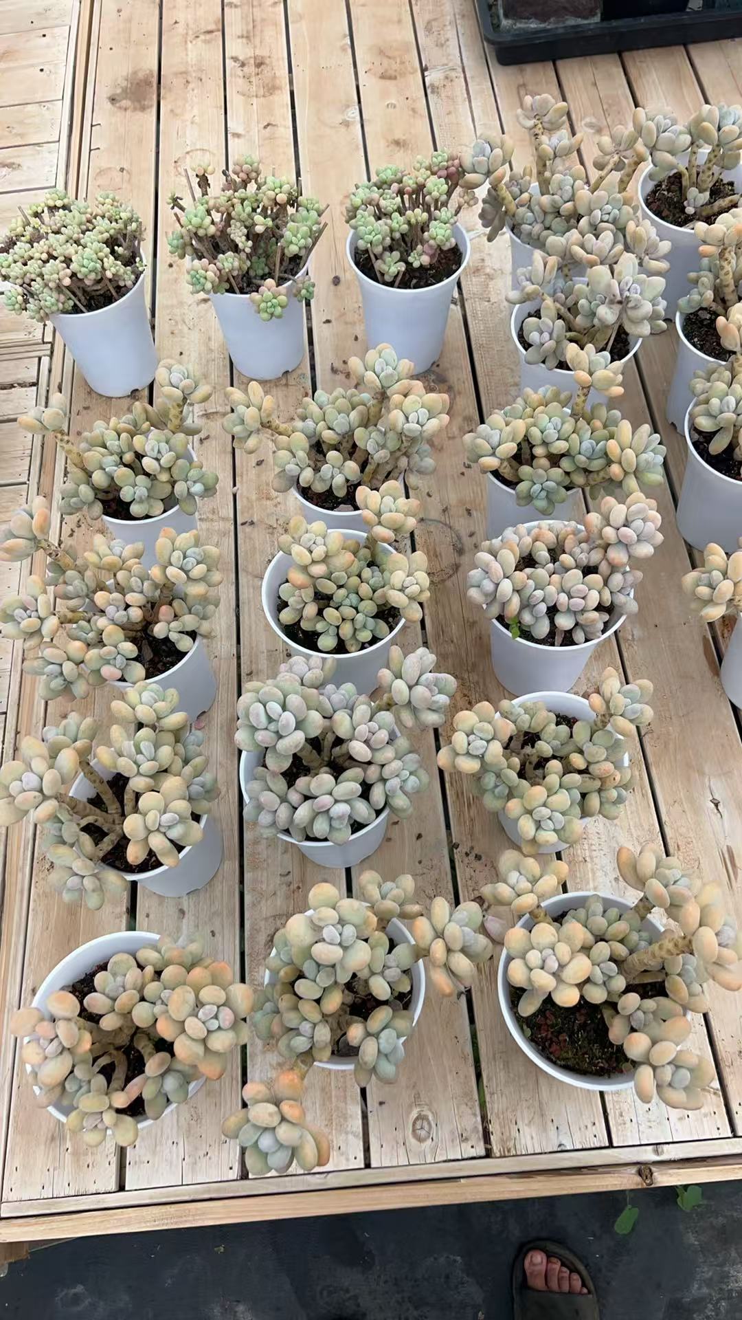 直播专用可爱粉色蛋黄奶酪多肉植物适合阳台楼顶花园盆栽