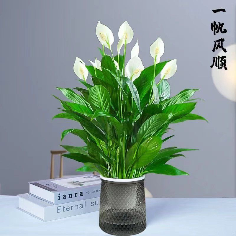 【带鱼鳞盆白掌】一帆风顺白掌盆栽水培植物室内好养花卉绿植四季