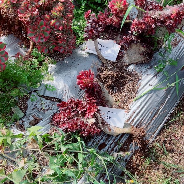 丽娜醉话47号多肉法师