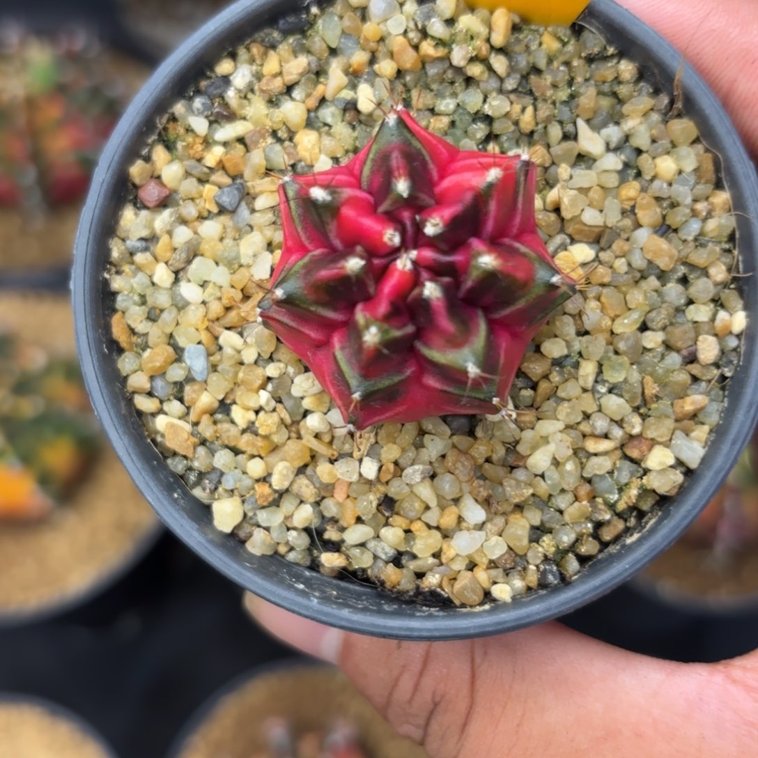 281-1225泰国发货多肉