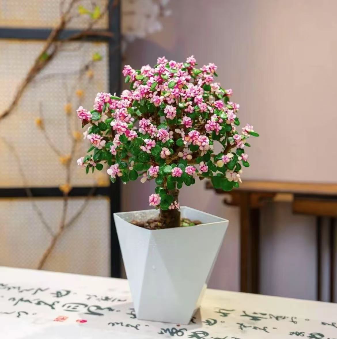 金枝玉叶多肉植物绿植花卉好养室内养殖客厅盆栽粉花漂亮带盆带土