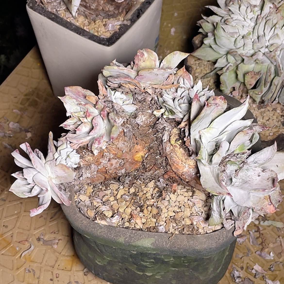 【闪购商品】浦西飞克