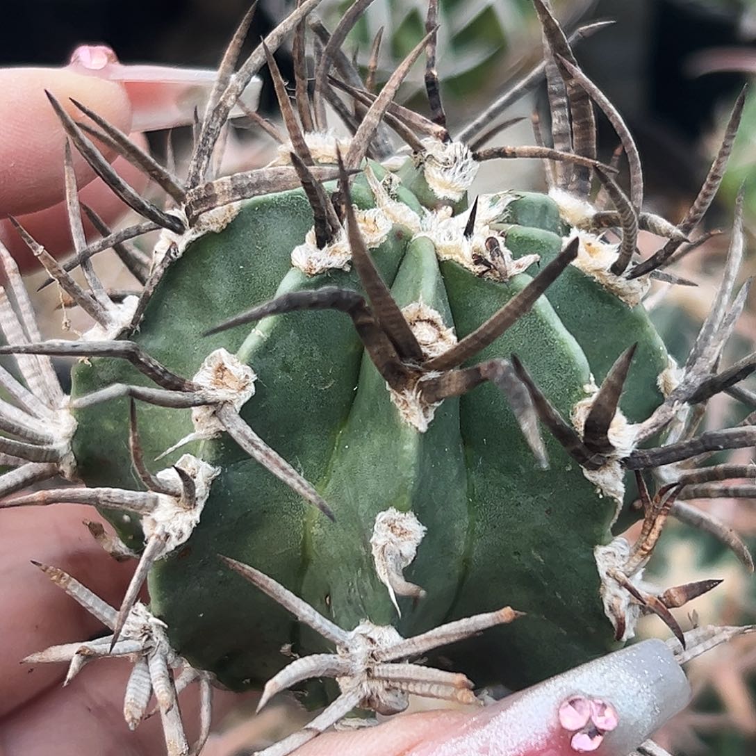 水牛角大风有根仙人球6666666 