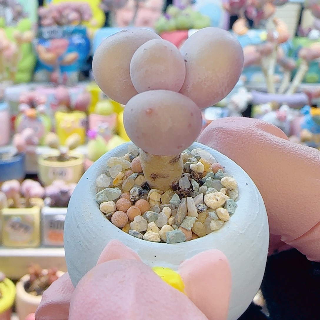 L 圆滚滚蛋黄奶 盆口2cm