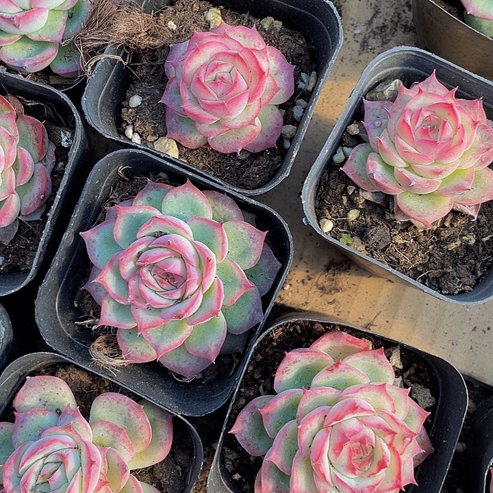 单头侧影带盆土发