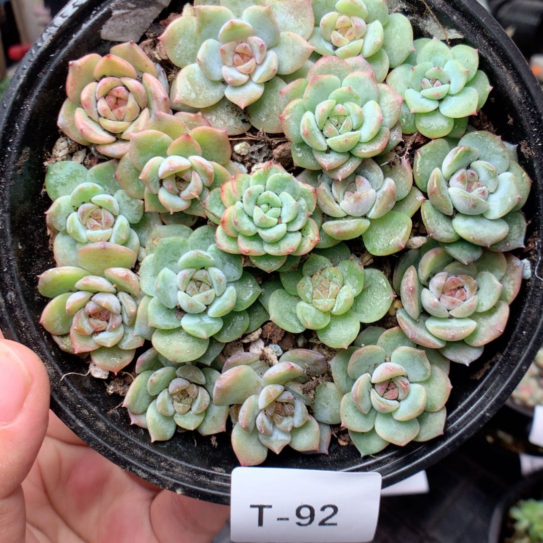 无花朵T91英语英语