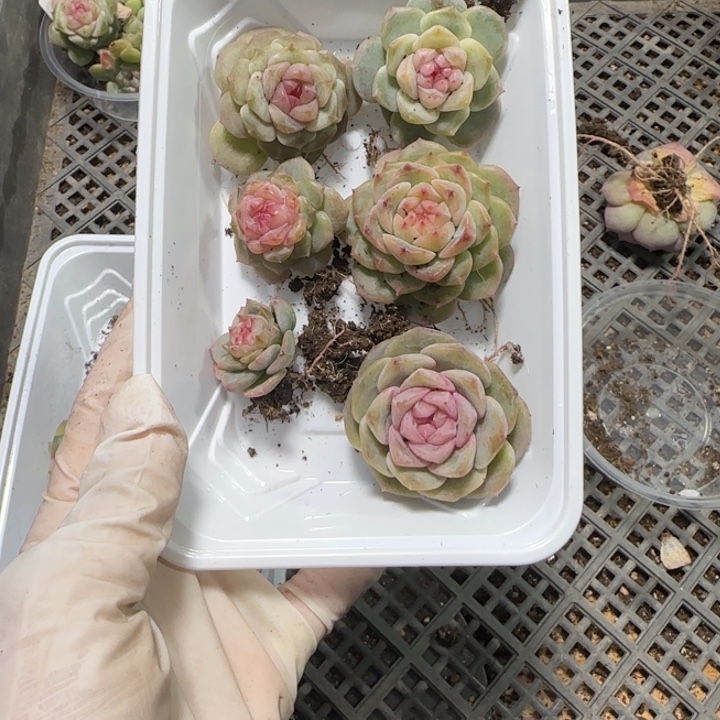 李***星34号绝绝子多肉一盒