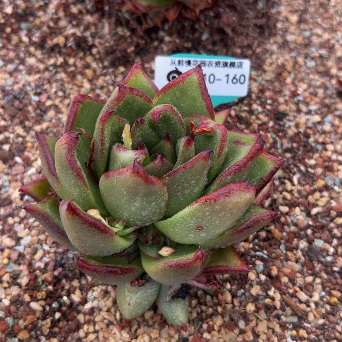 多肉一物一拍0610-160