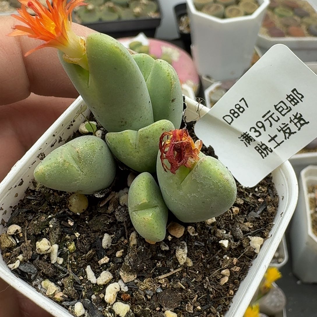 887多肉哈哈哈哈哈哈哈