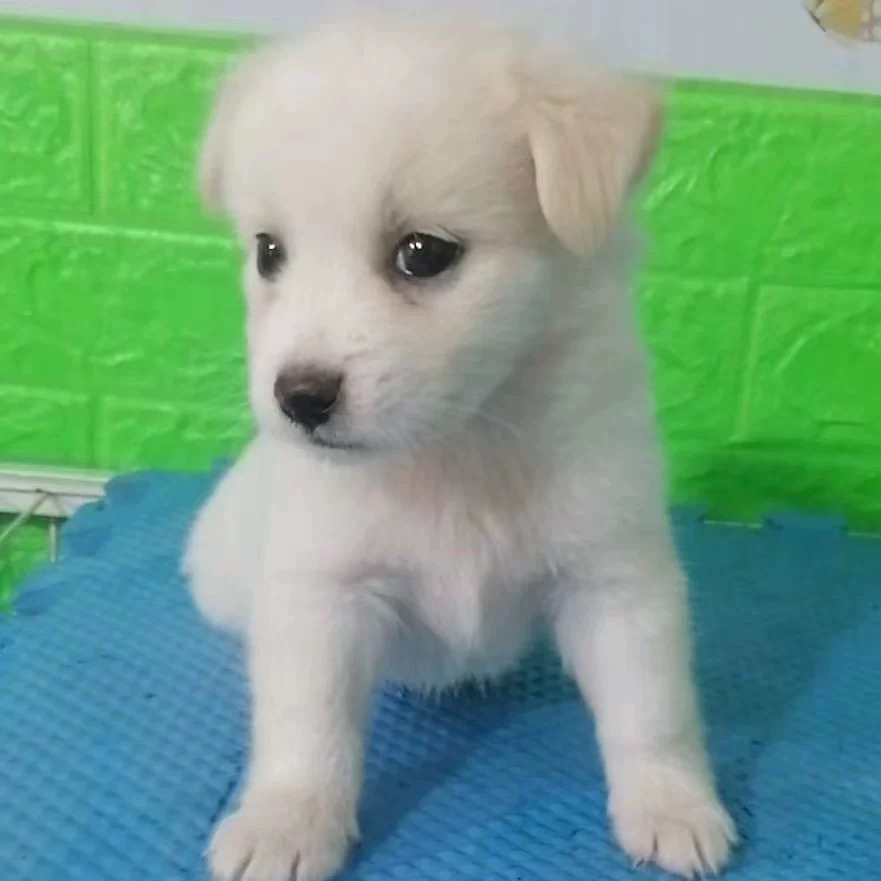 田园犬小白狗小体长不大温顺乖巧一物一拍