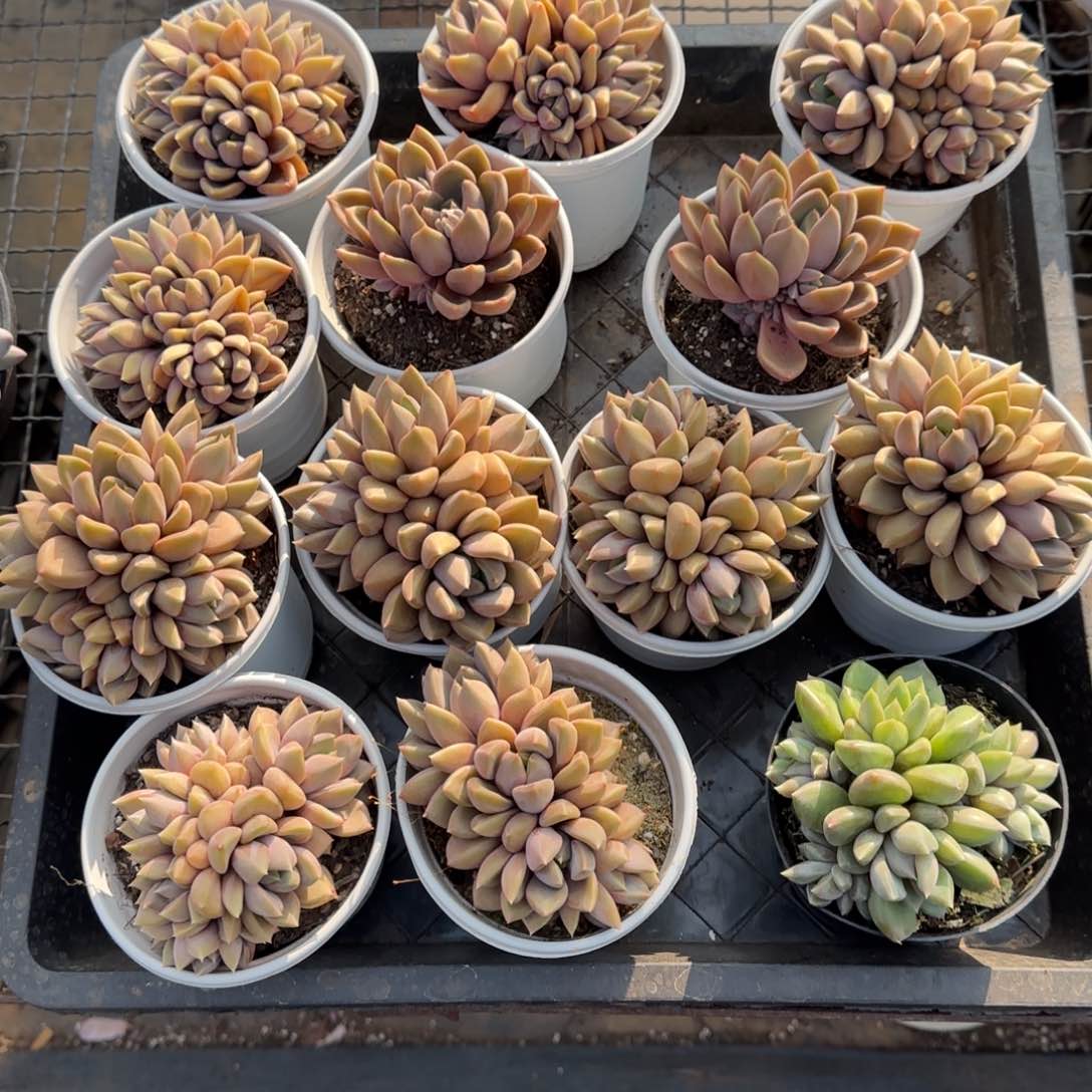 海****X兴兴园艺。红象牙030号