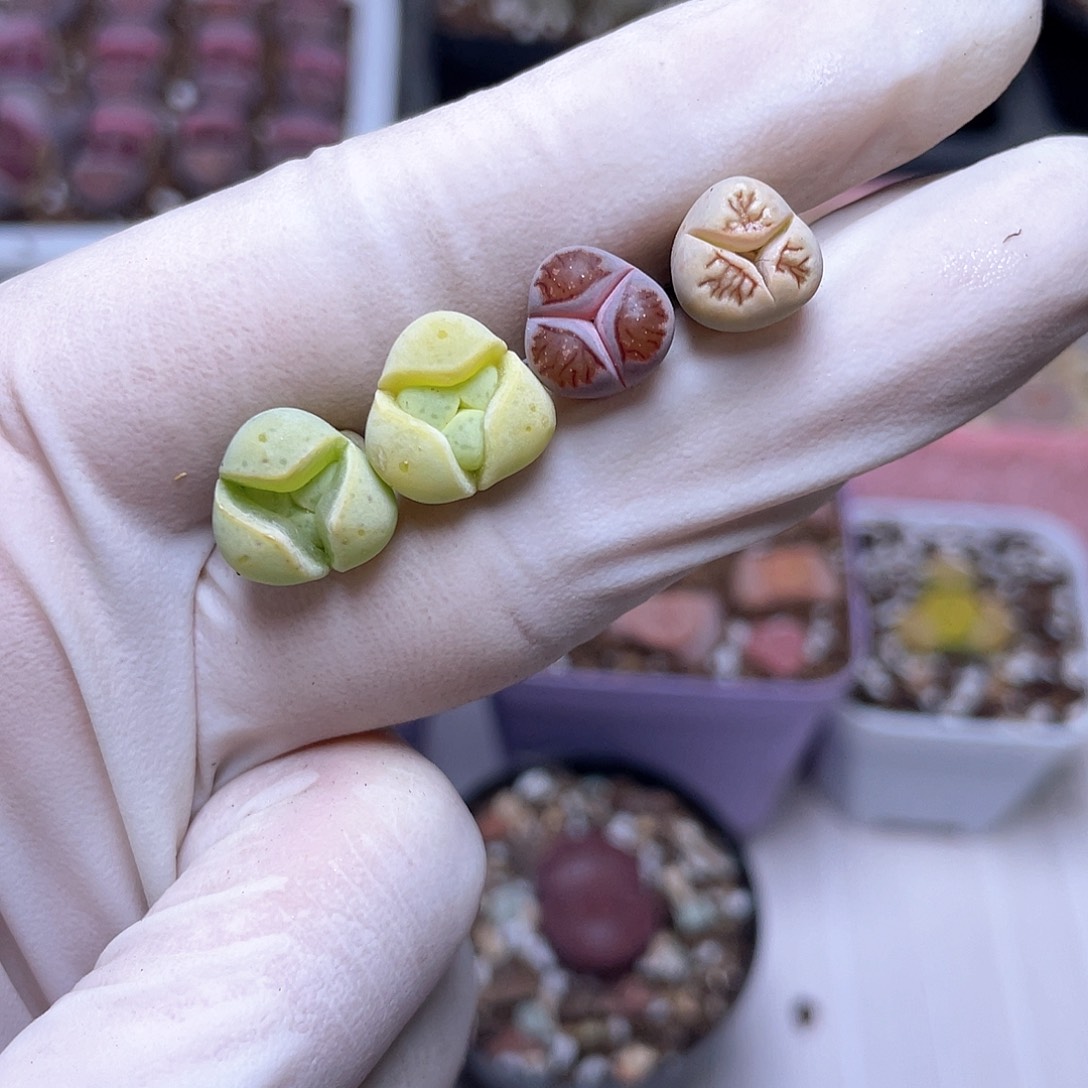 102号 奔奔小怪兽8888