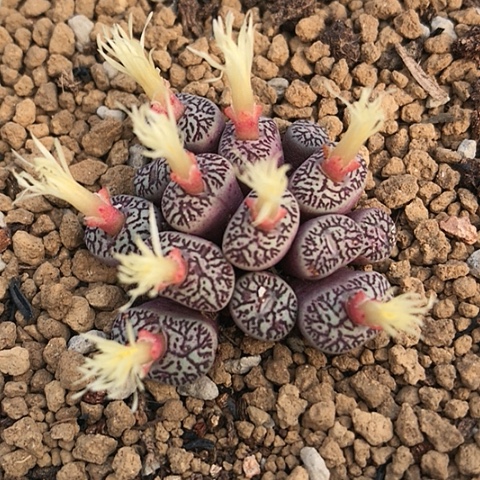 多肉肉锥 14头714墨小锥