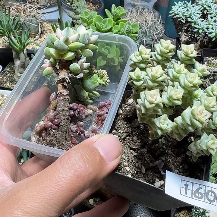 发***薯160一堆青锁龙脱土发货