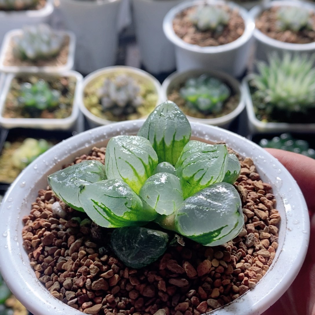 全窗裹实生玉露多肉植物