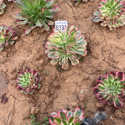 131玉芙蓉不包断枝