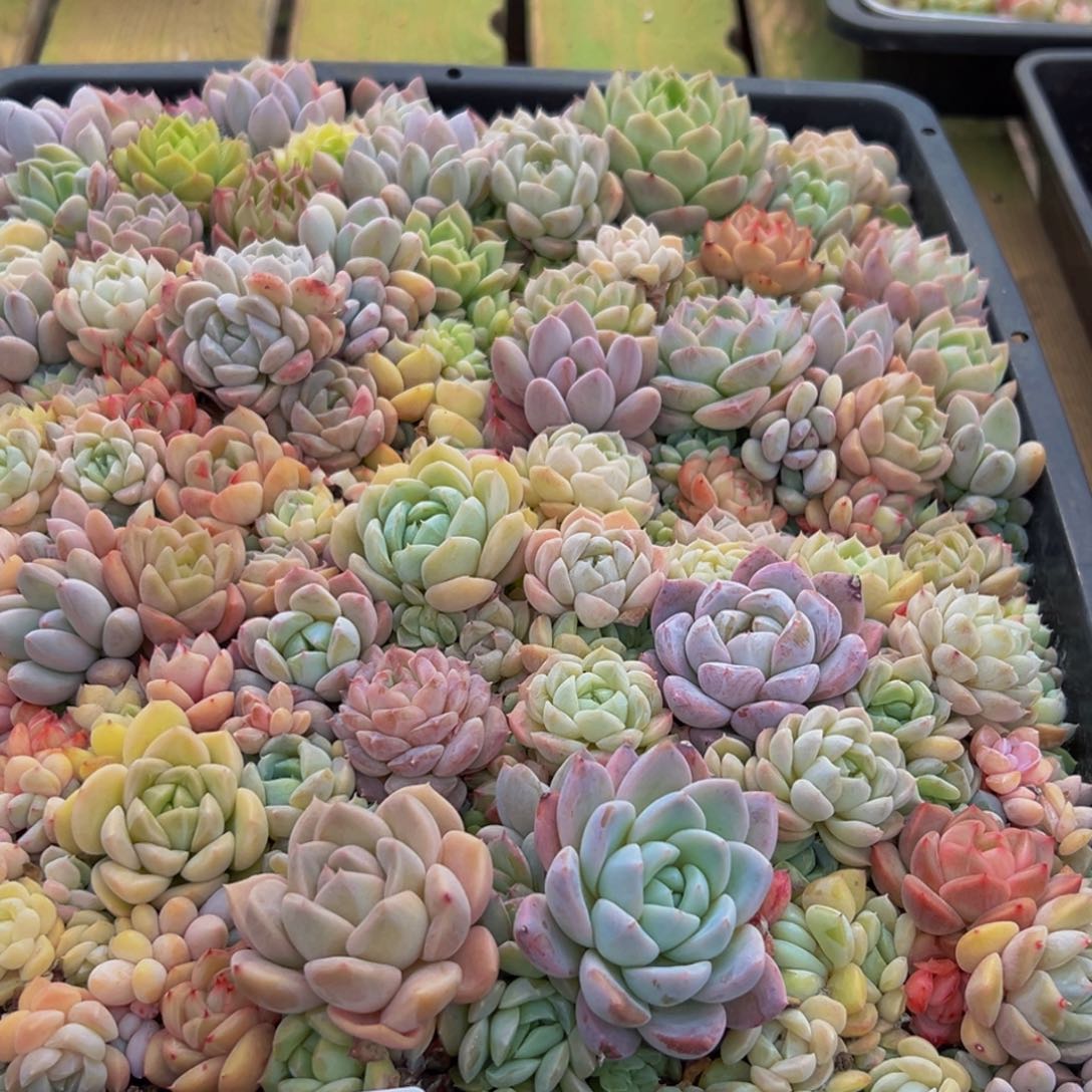 J***M744多肉葡萄的味道是真的很