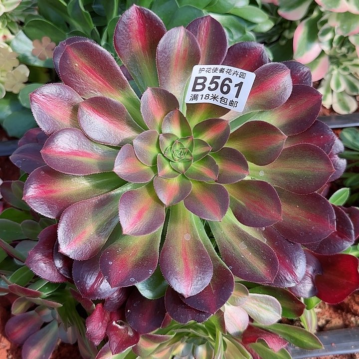 多肉法师淘宝福利