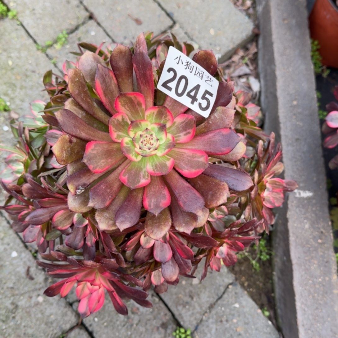 *****烟花多肉植物2045
