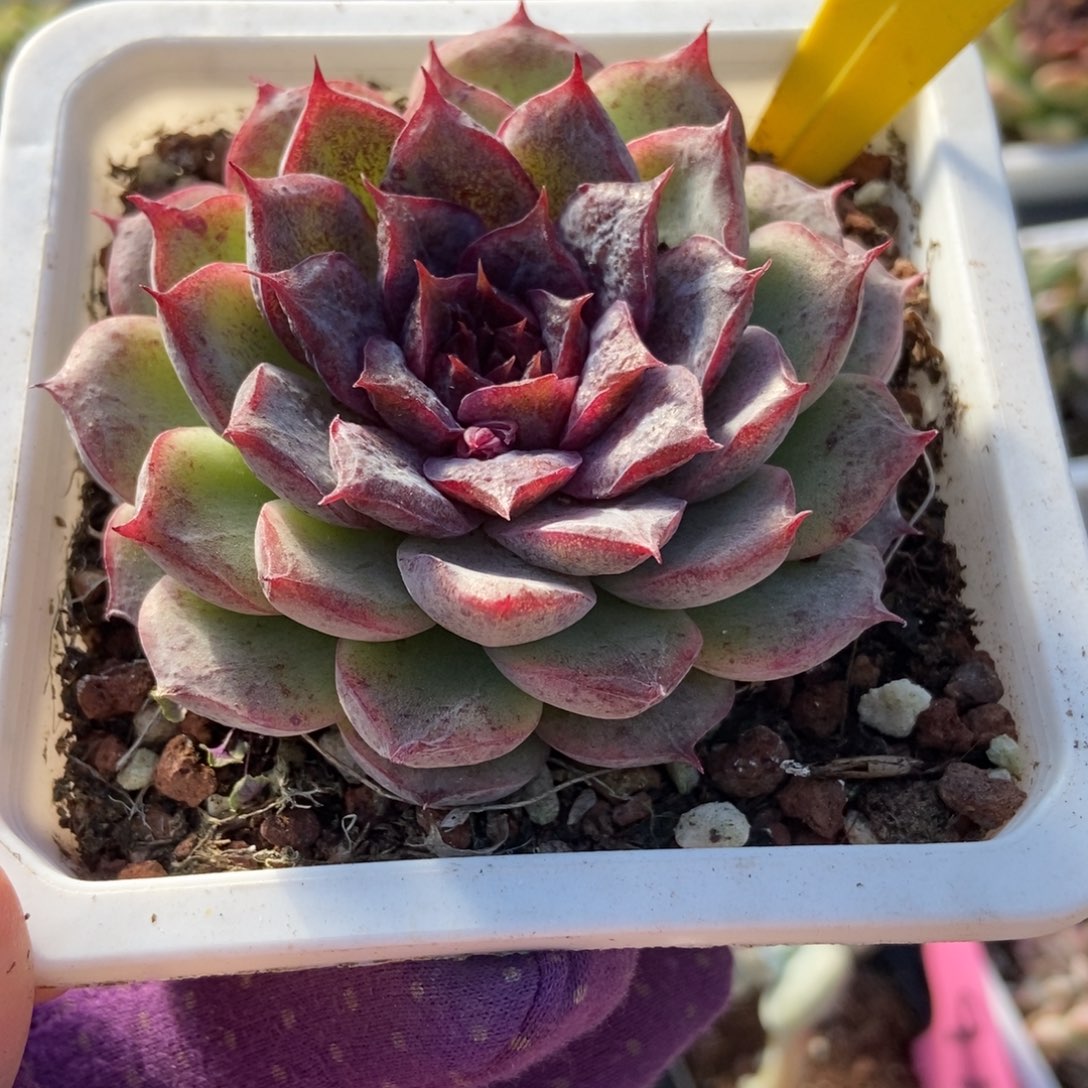 897杂交多肉植物多肉