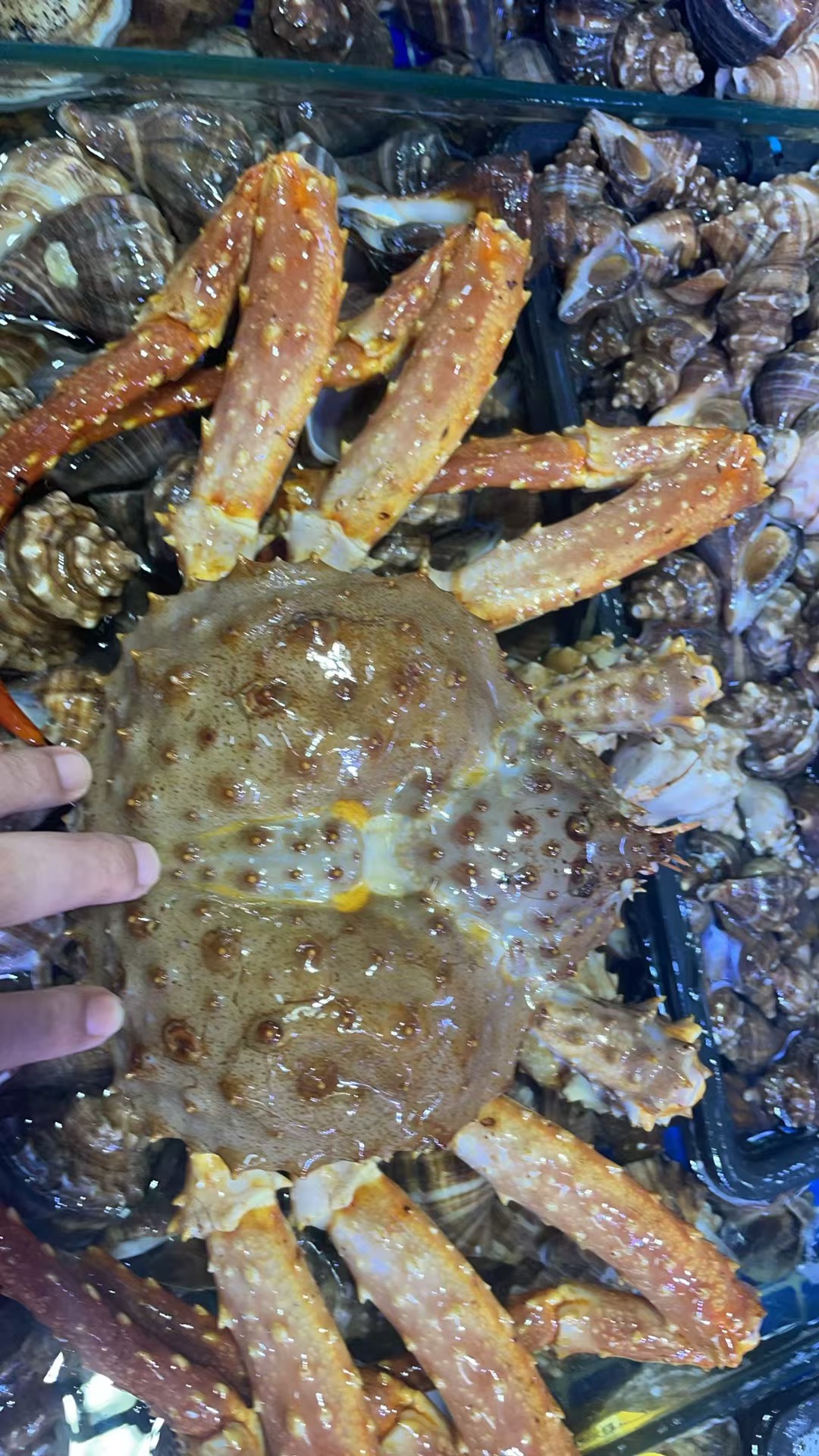 鲜活帝王蟹活鲜活发，现场称重发货一物一拍【保鲜保肥不保活】