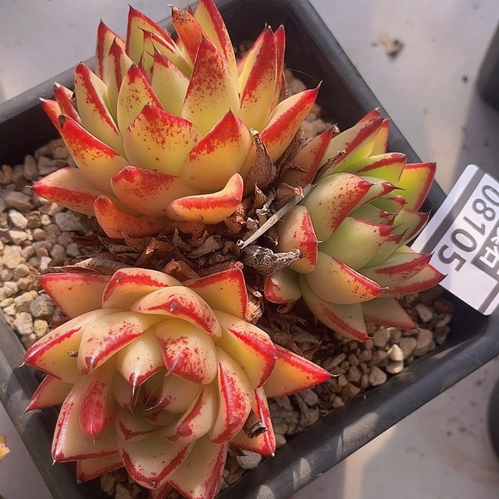 黄皮乌木08105多肉植物