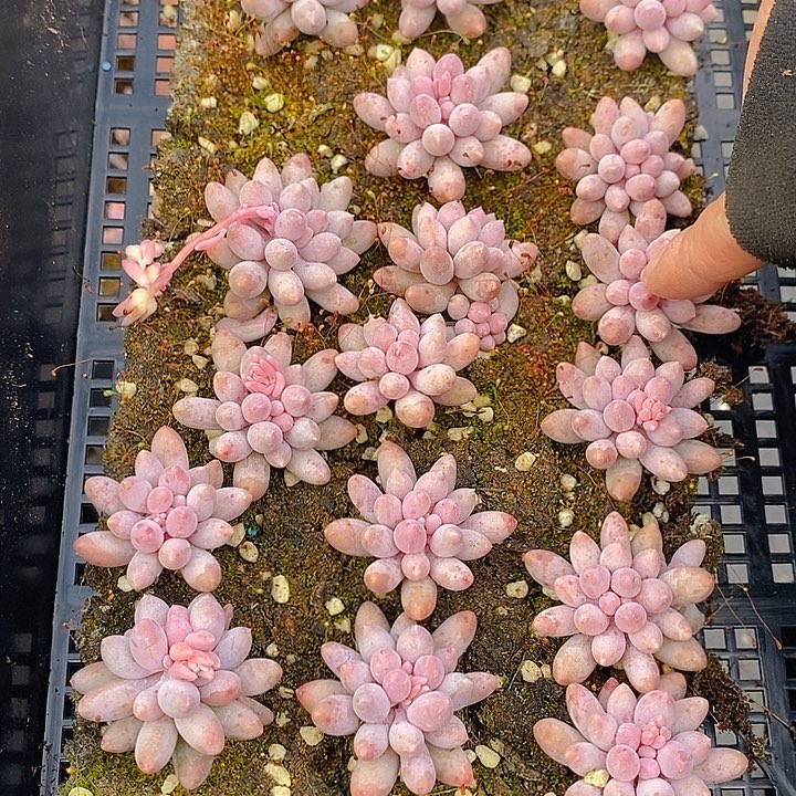 282 多肉植物盆栽花卉植物